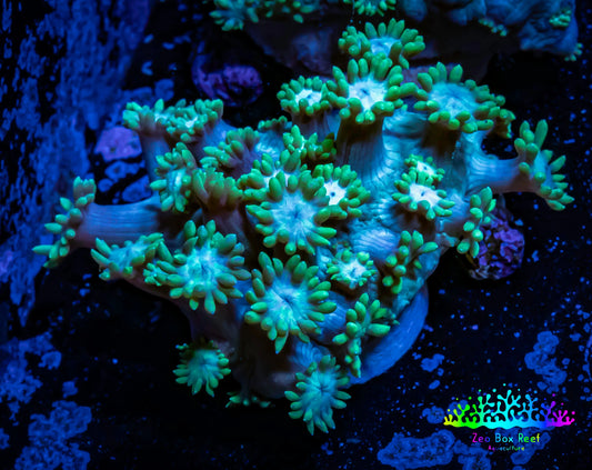 Ultra Goniopora Coral - Frag - WYSIWYG C8R2B2 Ultra Goniopora Coral - Frag - WYSIWYG C8R2B2 Animals & Pet Supplies Ultra Goniopora Coral - Frag - WYSIWYG C8R2B2 Zeo Box Reef