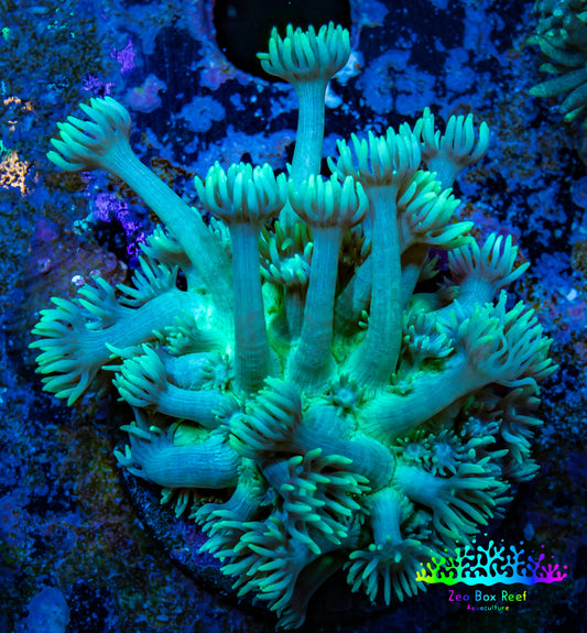 Ultra Goniopora Coral - Frag - WYSIWYG D1R3B1 Ultra Goniopora Coral - Frag - WYSIWYG D1R3B1 Animals & Pet Supplies Ultra Goniopora Coral - Frag - WYSIWYG D1R3B1 Zeo Box Reef