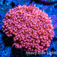 Ultra Goniopora Coral - Frag - WYSIWYG D1R4B2 Ultra Goniopora Coral - Frag - WYSIWYG D1R4B2 Animals & Pet Supplies Ultra Goniopora Coral - Frag - WYSIWYG D1R4B2 Zeo Box Reef
