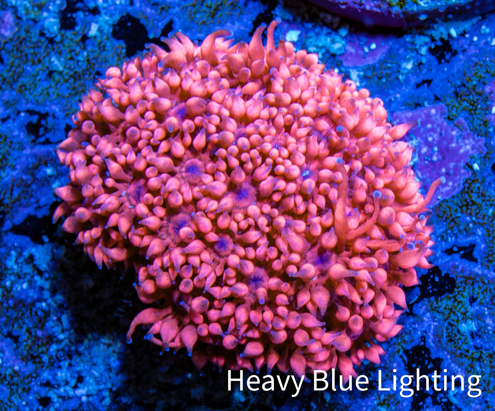 Ultra Goniopora Coral - Frag - WYSIWYG D1R4B2 Ultra Goniopora Coral - Frag - WYSIWYG D1R4B2 Animals & Pet Supplies Ultra Goniopora Coral - Frag - WYSIWYG D1R4B2 Zeo Box Reef