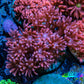 Ultra Goniopora Coral - Frag - WYSIWYG D1R4B2 Ultra Goniopora Coral - Frag - WYSIWYG D1R4B2 Animals & Pet Supplies Ultra Goniopora Coral - Frag - WYSIWYG D1R4B2 Zeo Box Reef