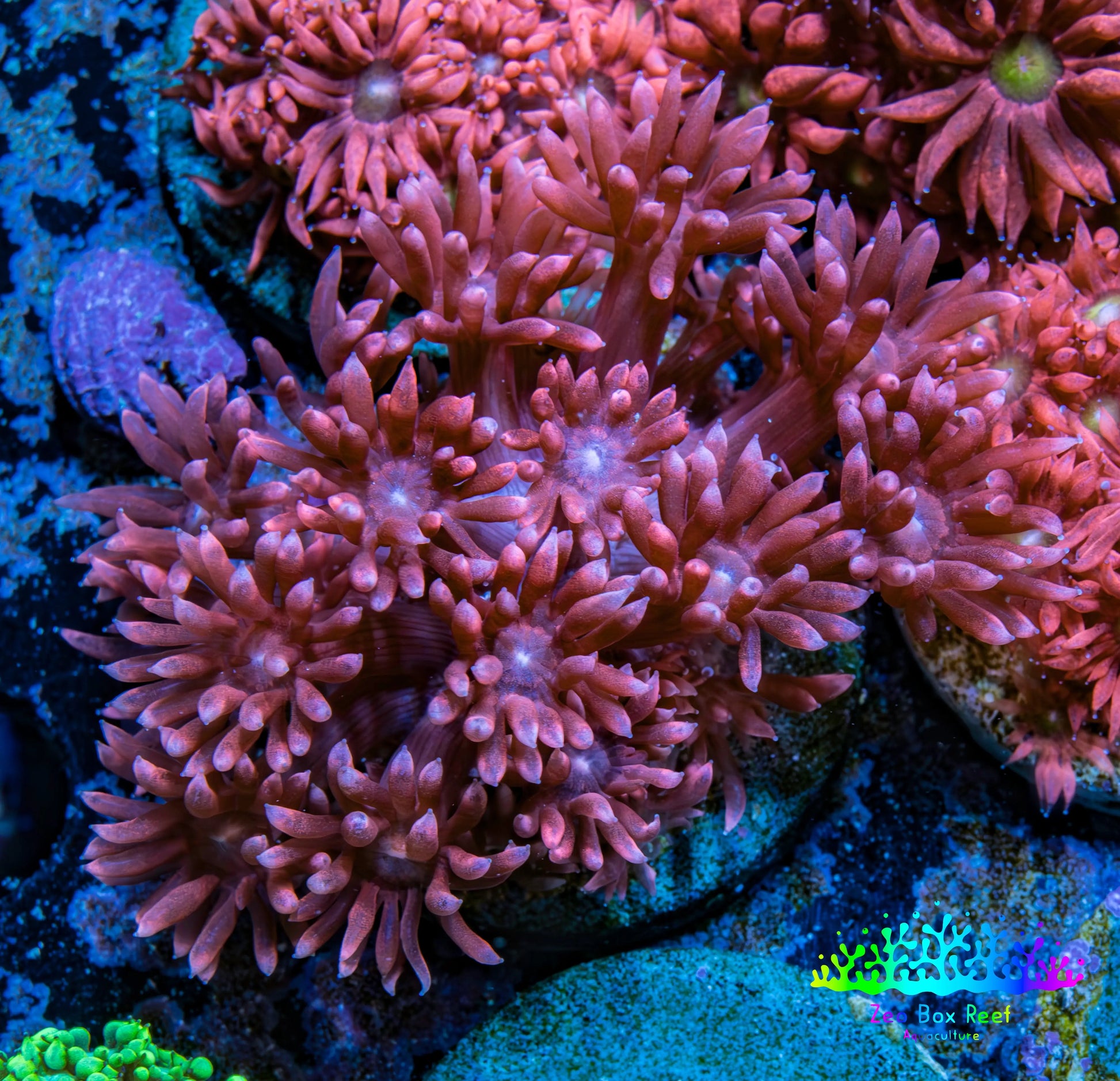 Ultra Goniopora Coral - Frag - WYSIWYG D1R4B2 Ultra Goniopora Coral - Frag - WYSIWYG D1R4B2 Animals & Pet Supplies Ultra Goniopora Coral - Frag - WYSIWYG D1R4B2 Zeo Box Reef