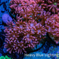 Ultra Goniopora Coral - Frag - WYSIWYG D1R4B2 Ultra Goniopora Coral - Frag - WYSIWYG D1R4B2 Animals & Pet Supplies Ultra Goniopora Coral - Frag - WYSIWYG D1R4B2 Zeo Box Reef