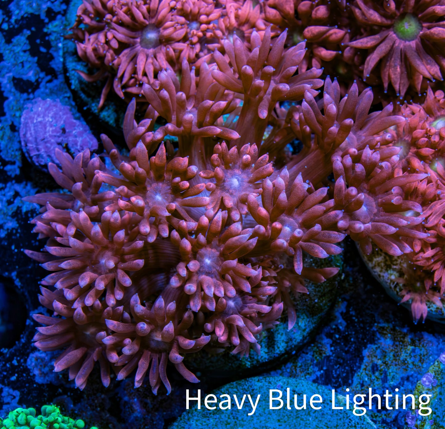 Ultra Goniopora Coral - Frag - WYSIWYG D1R4B2 Ultra Goniopora Coral - Frag - WYSIWYG D1R4B2 Animals & Pet Supplies Ultra Goniopora Coral - Frag - WYSIWYG D1R4B2 Zeo Box Reef