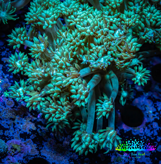 Ultra Goniopora Coral - Frag - WYSIWYG D1R5B2 Ultra Goniopora Coral - Frag - WYSIWYG D1R5B2 Animals & Pet Supplies Ultra Goniopora Coral - Frag - WYSIWYG D1R5B2 Zeo Box Reef