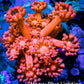 Ultra Goniopora Coral - Frag - WYSIWYG D2R2B1 Ultra Goniopora Coral - Frag - WYSIWYG D2R2B1 Animals & Pet Supplies Ultra Goniopora Coral - Frag - WYSIWYG D2R2B1 Zeo Box Reef