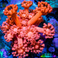 Ultra Goniopora Coral - Frag - WYSIWYG D2R2B1 Ultra Goniopora Coral - Frag - WYSIWYG D2R2B1 Animals & Pet Supplies Ultra Goniopora Coral - Frag - WYSIWYG D2R2B1 Zeo Box Reef