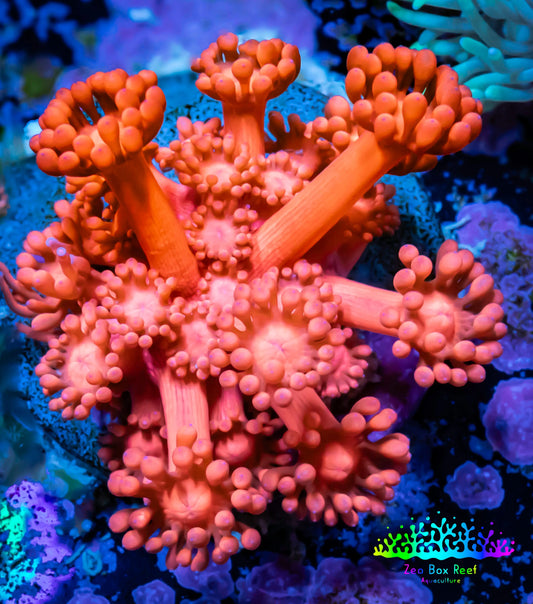 Ultra Goniopora Coral - Frag - WYSIWYG D2R2B1 Ultra Goniopora Coral - Frag - WYSIWYG D2R2B1 Animals & Pet Supplies Ultra Goniopora Coral - Frag - WYSIWYG D2R2B1 Zeo Box Reef