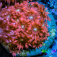 Ultra Goniopora Coral - Frag - WYSIWYG D2R4B2 Ultra Goniopora Coral - Frag - WYSIWYG D2R4B2 Animals & Pet Supplies Ultra Goniopora Coral - Frag - WYSIWYG D2R4B2 Zeo Box Reef
