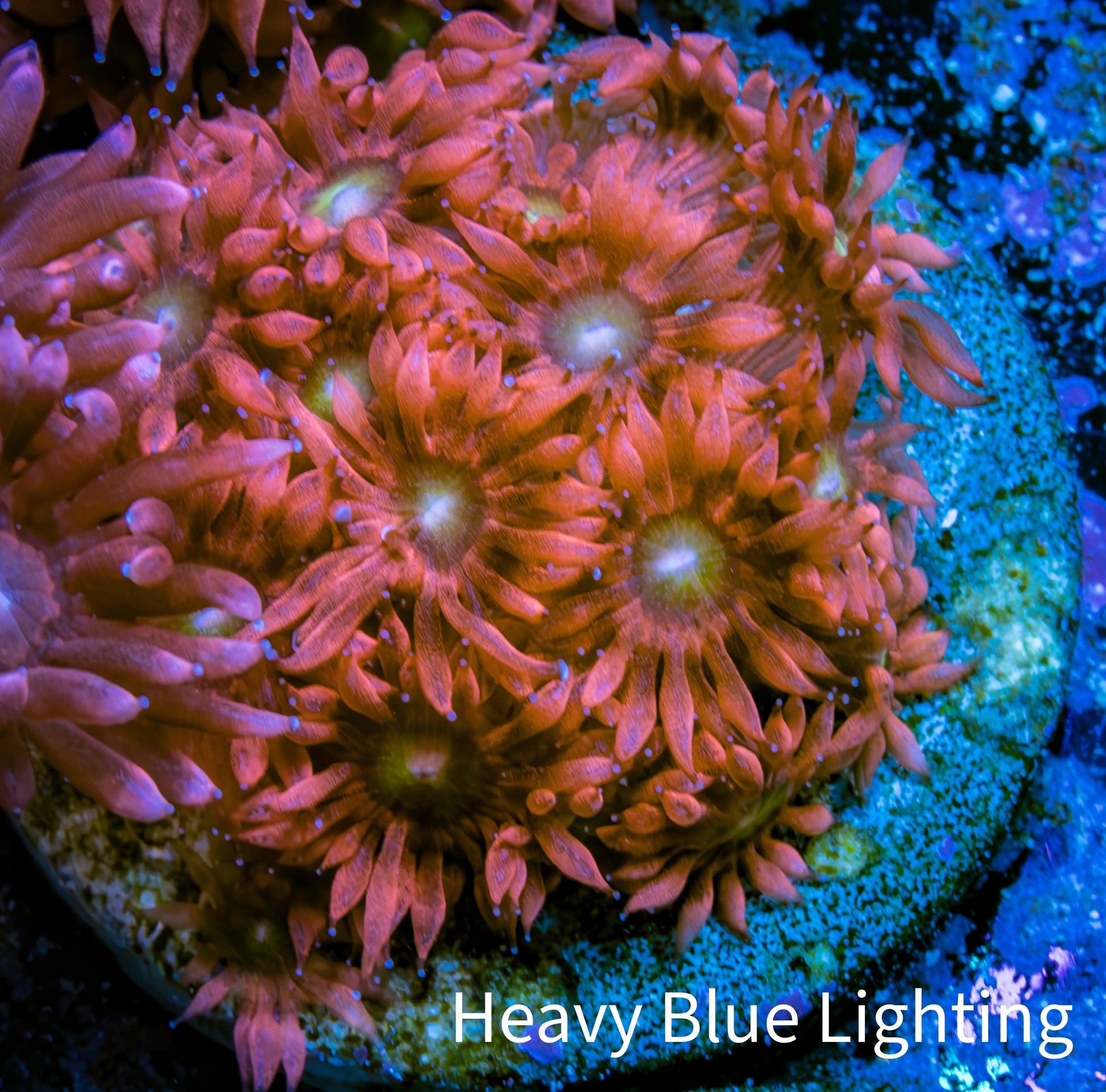 Ultra Goniopora Coral - Frag - WYSIWYG D2R4B2 Ultra Goniopora Coral - Frag - WYSIWYG D2R4B2 Animals & Pet Supplies Ultra Goniopora Coral - Frag - WYSIWYG D2R4B2 Zeo Box Reef