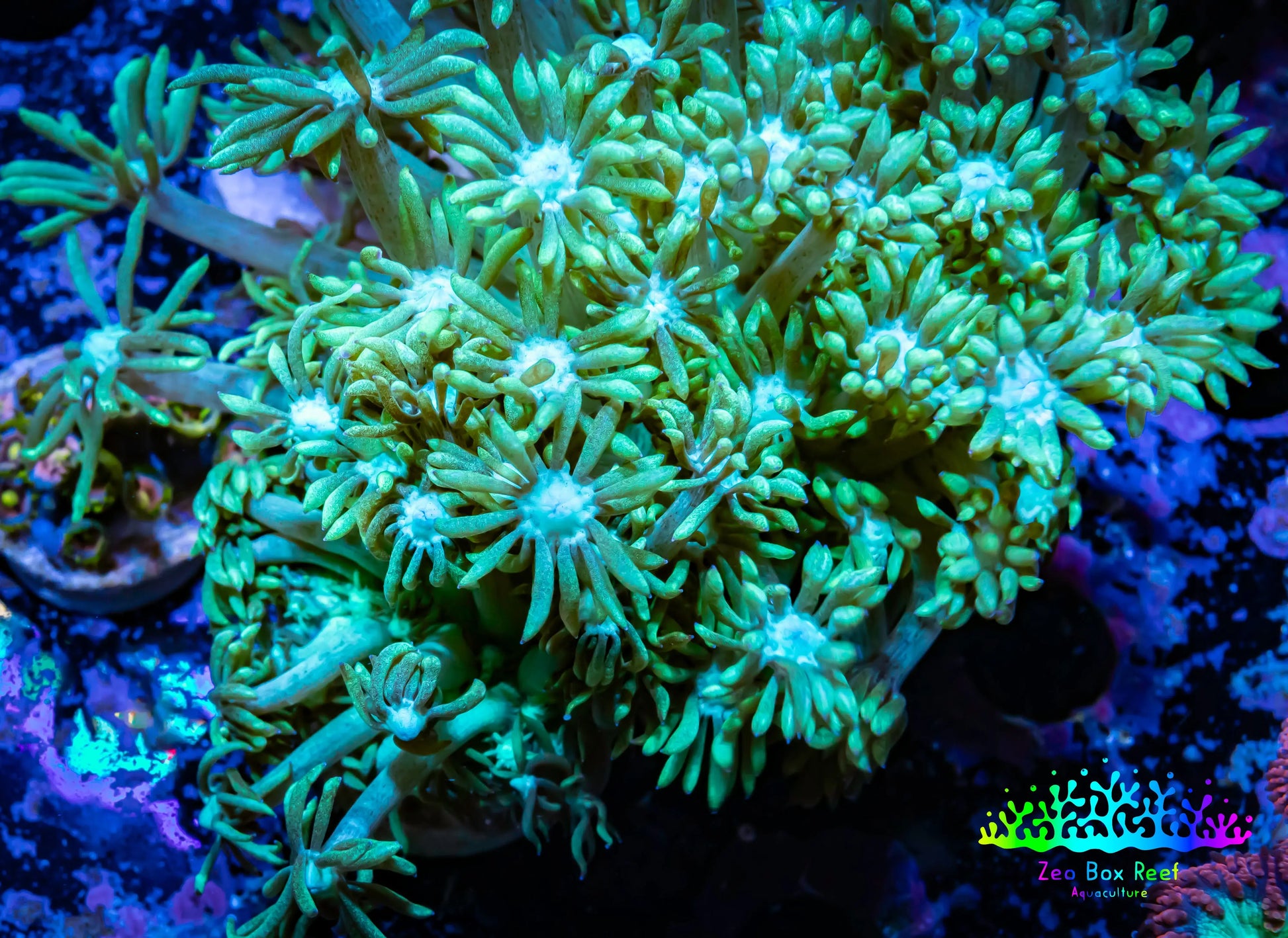 Ultra Goniopora Coral - Frag - WYSIWYG D2R5B2 Ultra Goniopora Coral - Frag - WYSIWYG D2R5B2 Animals & Pet Supplies Ultra Goniopora Coral - Frag - WYSIWYG D2R5B2 Zeo Box Reef