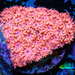 Ultra Goniopora Coral - Frag - WYSIWYG E2R2B1 Ultra Goniopora Coral - Frag - WYSIWYG E2R2B1 Animals & Pet Supplies Ultra Goniopora Coral - Frag - WYSIWYG E2R2B1 Zeo Box Reef