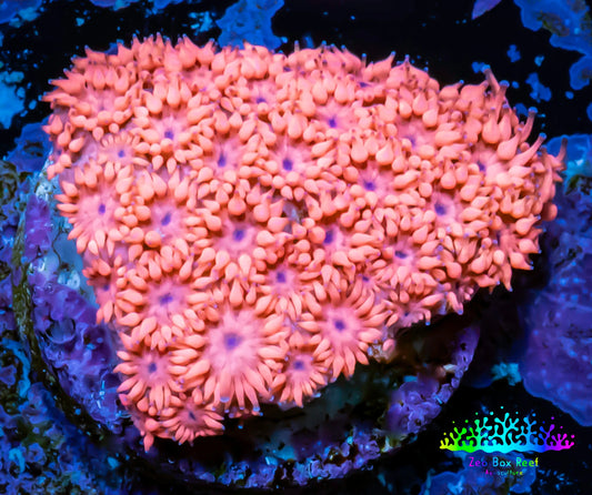 Ultra Goniopora Coral - Frag - WYSIWYG E2R2B1 Ultra Goniopora Coral - Frag - WYSIWYG E2R2B1 Animals & Pet Supplies Ultra Goniopora Coral - Frag - WYSIWYG E2R2B1 Zeo Box Reef