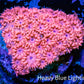 Ultra Goniopora Coral - Frag - WYSIWYG E2R2B1 Ultra Goniopora Coral - Frag - WYSIWYG E2R2B1 Animals & Pet Supplies Ultra Goniopora Coral - Frag - WYSIWYG E2R2B1 Zeo Box Reef