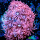Ultra Goniopora Coral - Frag - WYSIWYG E4R2B1 Ultra Goniopora Coral - Frag - WYSIWYG E4R2B1 Animals & Pet Supplies Ultra Goniopora Coral - Frag - WYSIWYG E4R2B1 Zeo Box Reef