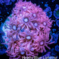 Ultra Goniopora Coral - Frag - WYSIWYG E4R2B1 Ultra Goniopora Coral - Frag - WYSIWYG E4R2B1 Animals & Pet Supplies Ultra Goniopora Coral - Frag - WYSIWYG E4R2B1 Zeo Box Reef
