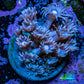 Ultra Goniopora Coral Frag -  WYSIWYG F11R4B1 Ultra Goniopora Coral Frag -  WYSIWYG F11R4B1 Animals & Pet Supplies Ultra Goniopora Coral Frag -  WYSIWYG F11R4B1 Zeo Box Reef