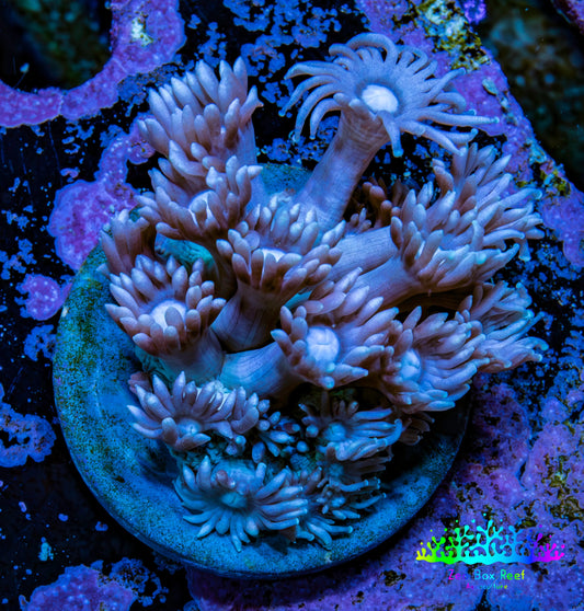 Ultra Goniopora Coral Frag -  WYSIWYG F11R4B1 Ultra Goniopora Coral Frag -  WYSIWYG F11R4B1 Animals & Pet Supplies Ultra Goniopora Coral Frag -  WYSIWYG F11R4B1 Zeo Box Reef