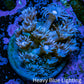 Ultra Goniopora Coral Frag -  WYSIWYG F11R4B1 Ultra Goniopora Coral Frag -  WYSIWYG F11R4B1 Animals & Pet Supplies Ultra Goniopora Coral Frag -  WYSIWYG F11R4B1 Zeo Box Reef