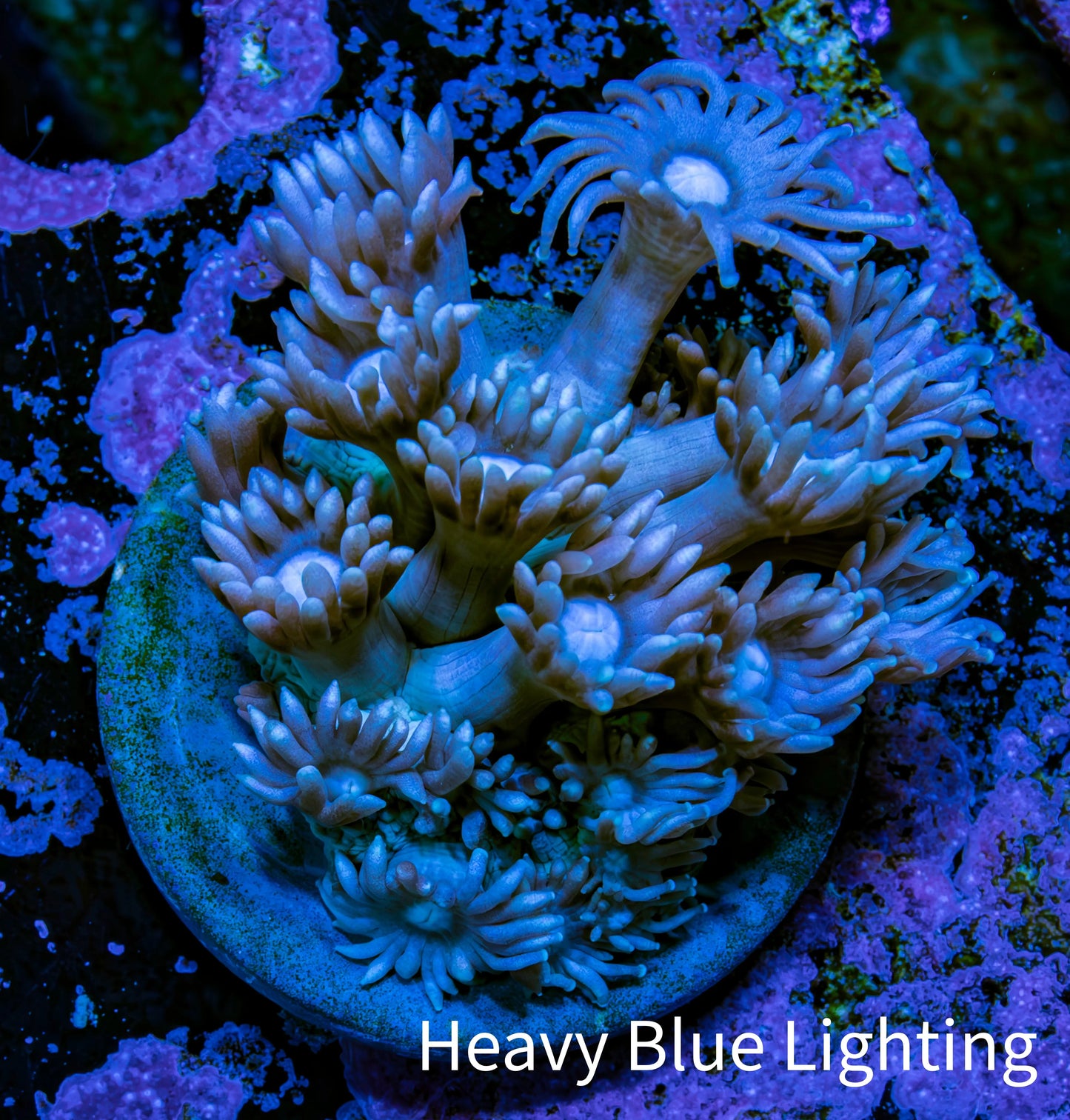 Ultra Goniopora Coral Frag -  WYSIWYG F11R4B1 Ultra Goniopora Coral Frag -  WYSIWYG F11R4B1 Animals & Pet Supplies Ultra Goniopora Coral Frag -  WYSIWYG F11R4B1 Zeo Box Reef