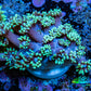 Ultra Goniopora Coral Frag -  WYSIWYG G1R4B1 Ultra Goniopora Coral Frag -  WYSIWYG G1R4B1 Animals & Pet Supplies Ultra Goniopora Coral Frag -  WYSIWYG G1R4B1 Zeo Box Reef