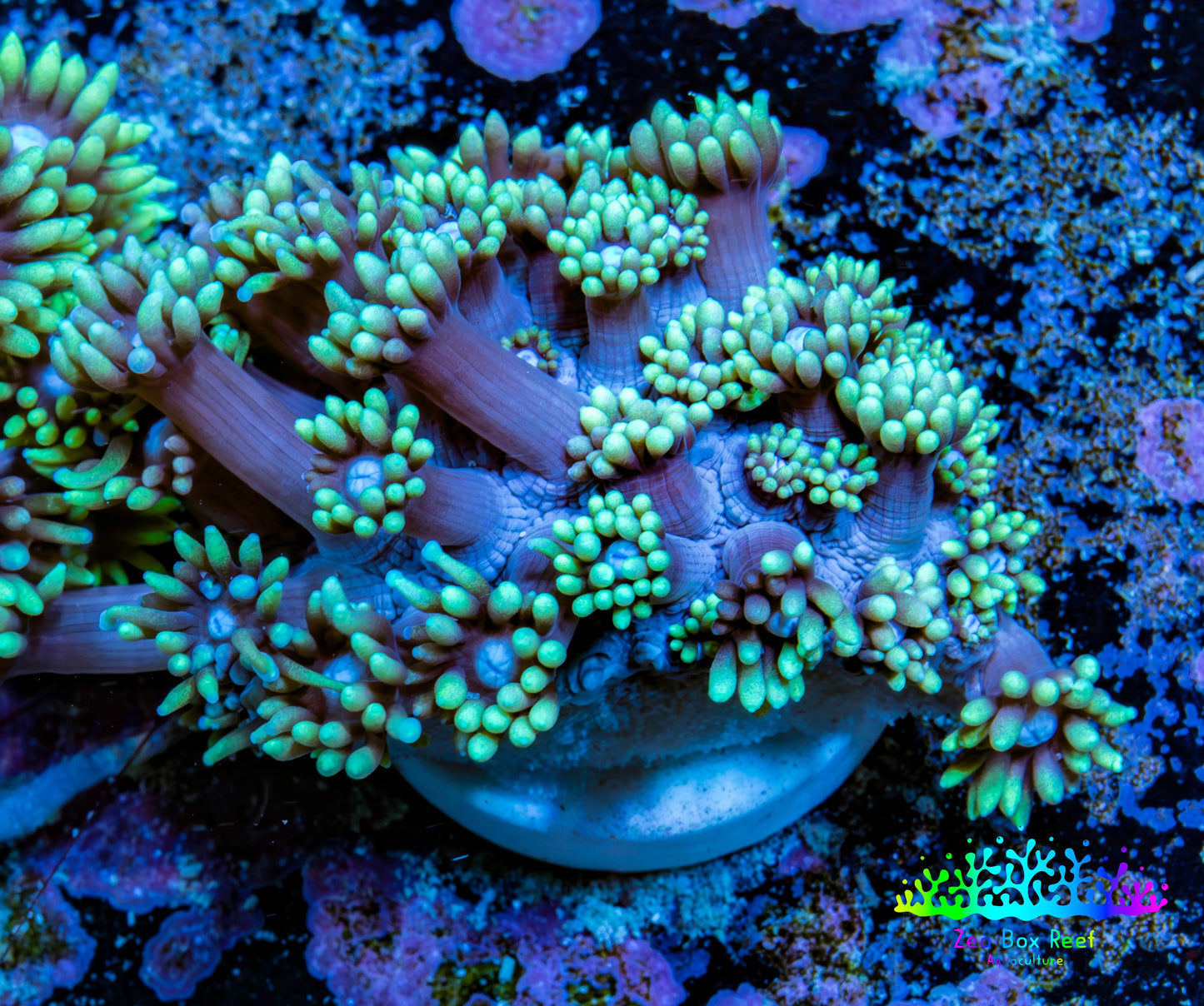 Ultra Goniopora Coral Frag -  WYSIWYG G1R4B1 Ultra Goniopora Coral Frag -  WYSIWYG G1R4B1 Animals & Pet Supplies Ultra Goniopora Coral Frag -  WYSIWYG G1R4B1 Zeo Box Reef