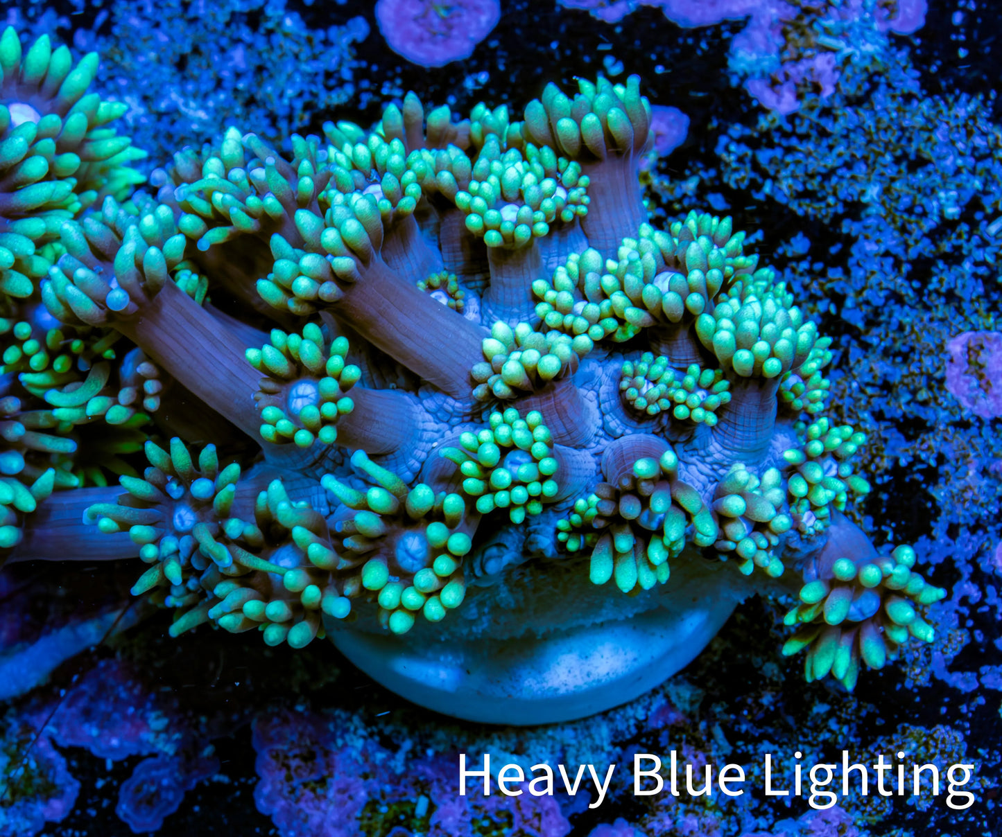 Ultra Goniopora Coral Frag -  WYSIWYG G1R4B1 Ultra Goniopora Coral Frag -  WYSIWYG G1R4B1 Animals & Pet Supplies Ultra Goniopora Coral Frag -  WYSIWYG G1R4B1 Zeo Box Reef