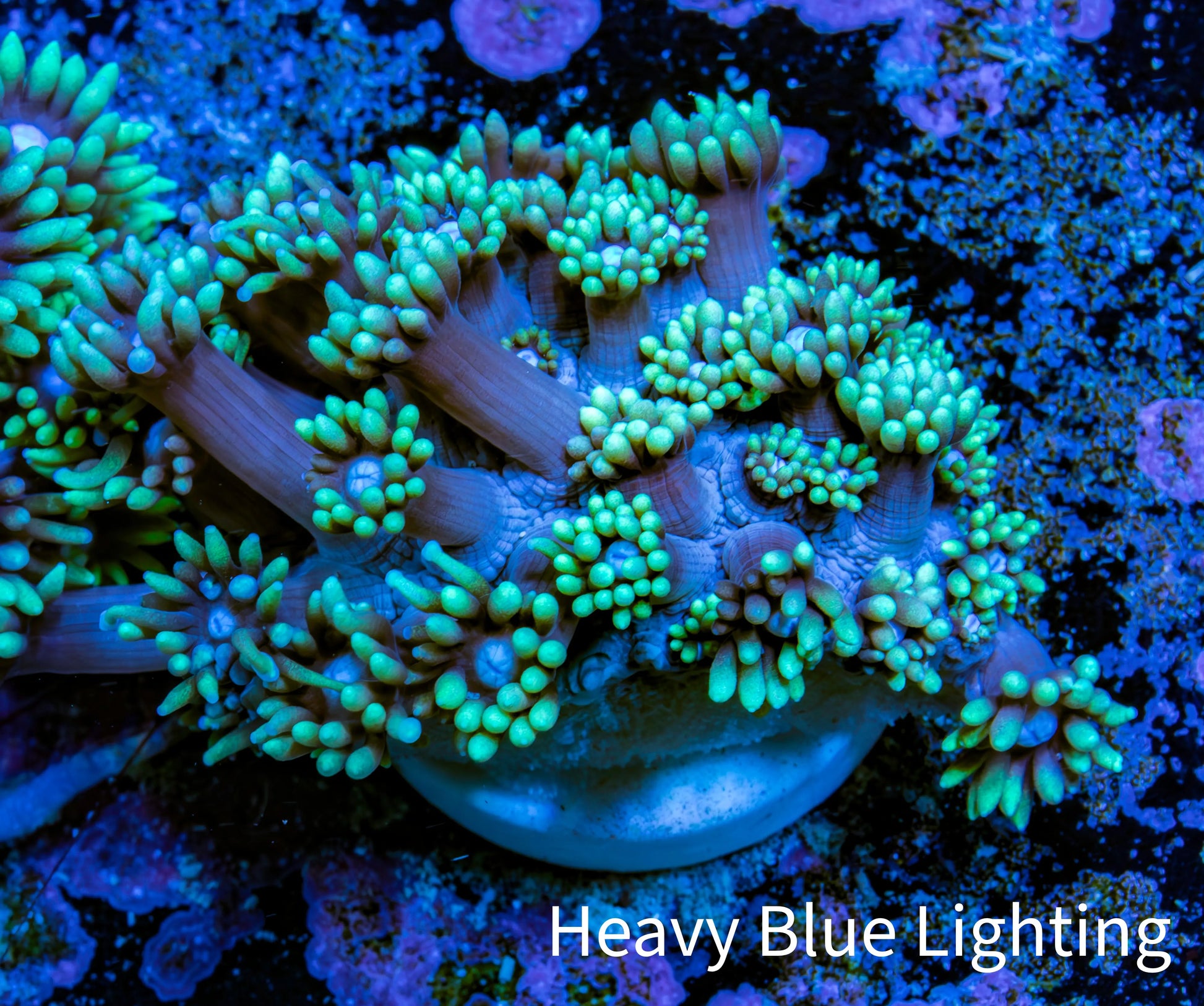 Ultra Goniopora Coral Frag -  WYSIWYG G1R4B1 Ultra Goniopora Coral Frag -  WYSIWYG G1R4B1 Animals & Pet Supplies Ultra Goniopora Coral Frag -  WYSIWYG G1R4B1 Zeo Box Reef