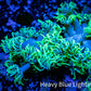 Ultra Goniopora Coral - Frag - WYSIWYG Ultra Goniopora Coral - Frag - WYSIWYG Animals & Pet Supplies Ultra Goniopora Coral - Frag - WYSIWYG Zeo Box Reef