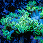 Ultra Goniopora Coral - Frag - WYSIWYG Ultra Goniopora Coral - Frag - WYSIWYG Animals & Pet Supplies Ultra Goniopora Coral - Frag - WYSIWYG Zeo Box Reef