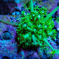 Ultra Goniopora Coral - Frag - WYSIWYG Ultra Goniopora Coral - Frag - WYSIWYG Animals & Pet Supplies Ultra Goniopora Coral - Frag - WYSIWYG Zeo Box Reef