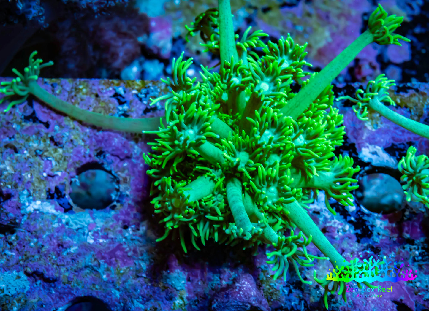 Ultra Goniopora Coral - Frag - WYSIWYG Ultra Goniopora Coral - Frag - WYSIWYG Animals & Pet Supplies Ultra Goniopora Coral - Frag - WYSIWYG Zeo Box Reef