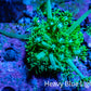 Ultra Goniopora Coral - Frag - WYSIWYG Ultra Goniopora Coral - Frag - WYSIWYG Animals & Pet Supplies Ultra Goniopora Coral - Frag - WYSIWYG Zeo Box Reef
