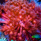 Ultra Goniopora Coral - Frag - WYSIWYG Ultra Goniopora Coral - Frag - WYSIWYG Animals & Pet Supplies Ultra Goniopora Coral - Frag - WYSIWYG Zeo Box Reef