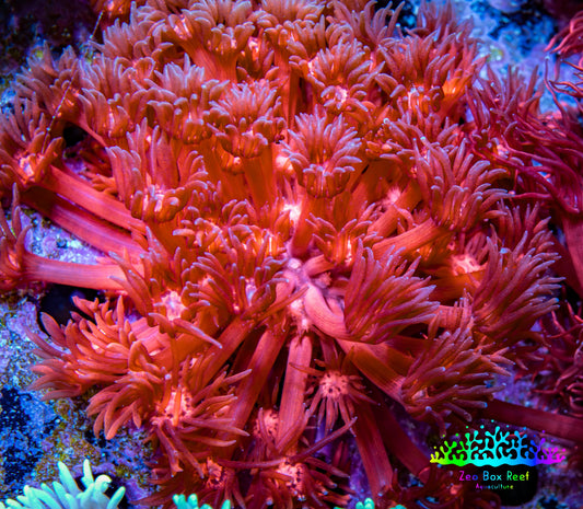 Ultra Goniopora Coral - Frag - WYSIWYG Ultra Goniopora Coral - Frag - WYSIWYG Animals & Pet Supplies Ultra Goniopora Coral - Frag - WYSIWYG Zeo Box Reef