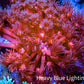 Ultra Goniopora Coral - Frag - WYSIWYG Ultra Goniopora Coral - Frag - WYSIWYG Animals & Pet Supplies Ultra Goniopora Coral - Frag - WYSIWYG Zeo Box Reef