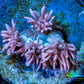 Ultra Goniopora Coral - Frag WYSIWYG Ultra Goniopora Coral - Frag WYSIWYG Animals & Pet Supplies Ultra Goniopora Coral - Frag WYSIWYG Zeo Box Reef