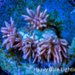 Ultra Goniopora Coral - Frag WYSIWYG Ultra Goniopora Coral - Frag WYSIWYG Animals & Pet Supplies Ultra Goniopora Coral - Frag WYSIWYG Zeo Box Reef