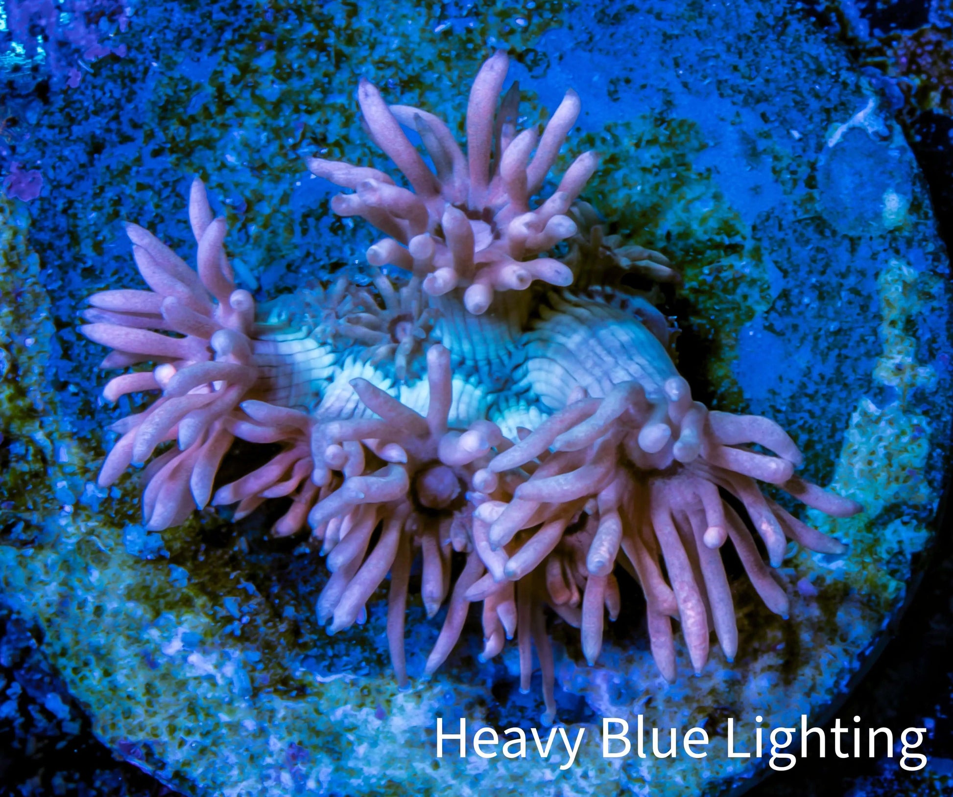 Ultra Goniopora Coral - Frag WYSIWYG Ultra Goniopora Coral - Frag WYSIWYG Animals & Pet Supplies Ultra Goniopora Coral - Frag WYSIWYG Zeo Box Reef