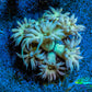 Ultra Goniopora Coral - Frag WYSIWYG Ultra Goniopora Coral - Frag WYSIWYG Animals & Pet Supplies Ultra Goniopora Coral - Frag WYSIWYG Zeo Box Reef