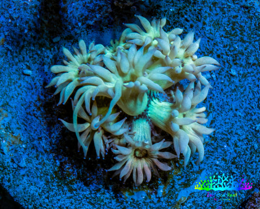 Ultra Goniopora Coral - Frag WYSIWYG Ultra Goniopora Coral - Frag WYSIWYG Animals & Pet Supplies Ultra Goniopora Coral - Frag WYSIWYG Zeo Box Reef