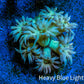 Ultra Goniopora Coral - Frag WYSIWYG Ultra Goniopora Coral - Frag WYSIWYG Animals & Pet Supplies Ultra Goniopora Coral - Frag WYSIWYG Zeo Box Reef