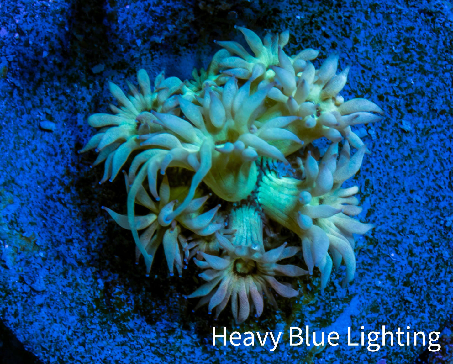 Ultra Goniopora Coral - Frag WYSIWYG Ultra Goniopora Coral - Frag WYSIWYG Animals & Pet Supplies Ultra Goniopora Coral - Frag WYSIWYG Zeo Box Reef