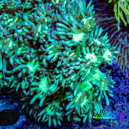 Ultra Goniopora Coral - Frag - WYSIWYG Ultra Goniopora Coral - Frag - WYSIWYG Animals & Pet Supplies Ultra Goniopora Coral - Frag - WYSIWYG Zeo Box Reef