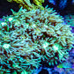 Ultra Goniopora Coral - Frag - WYSIWYG Ultra Goniopora Coral - Frag - WYSIWYG Animals & Pet Supplies Ultra Goniopora Coral - Frag - WYSIWYG Zeo Box Reef