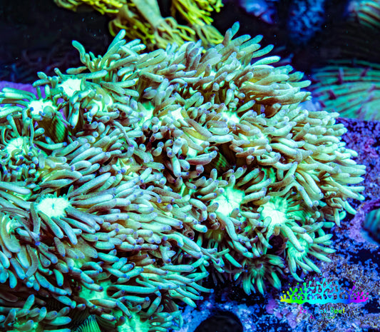 Ultra Goniopora Coral - Frag - WYSIWYG Ultra Goniopora Coral - Frag - WYSIWYG Animals & Pet Supplies Ultra Goniopora Coral - Frag - WYSIWYG Zeo Box Reef