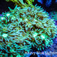 Ultra Goniopora Coral - Frag - WYSIWYG Ultra Goniopora Coral - Frag - WYSIWYG Animals & Pet Supplies Ultra Goniopora Coral - Frag - WYSIWYG Zeo Box Reef