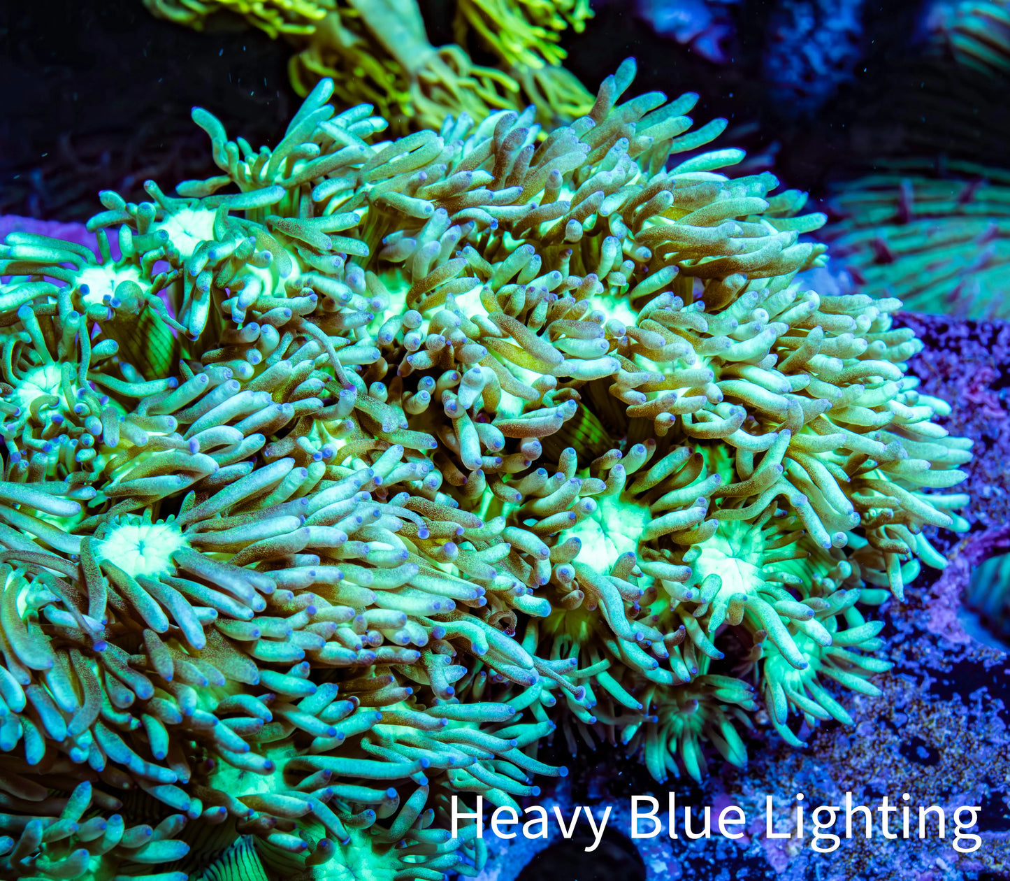 Ultra Goniopora Coral - Frag - WYSIWYG Ultra Goniopora Coral - Frag - WYSIWYG Animals & Pet Supplies Ultra Goniopora Coral - Frag - WYSIWYG Zeo Box Reef