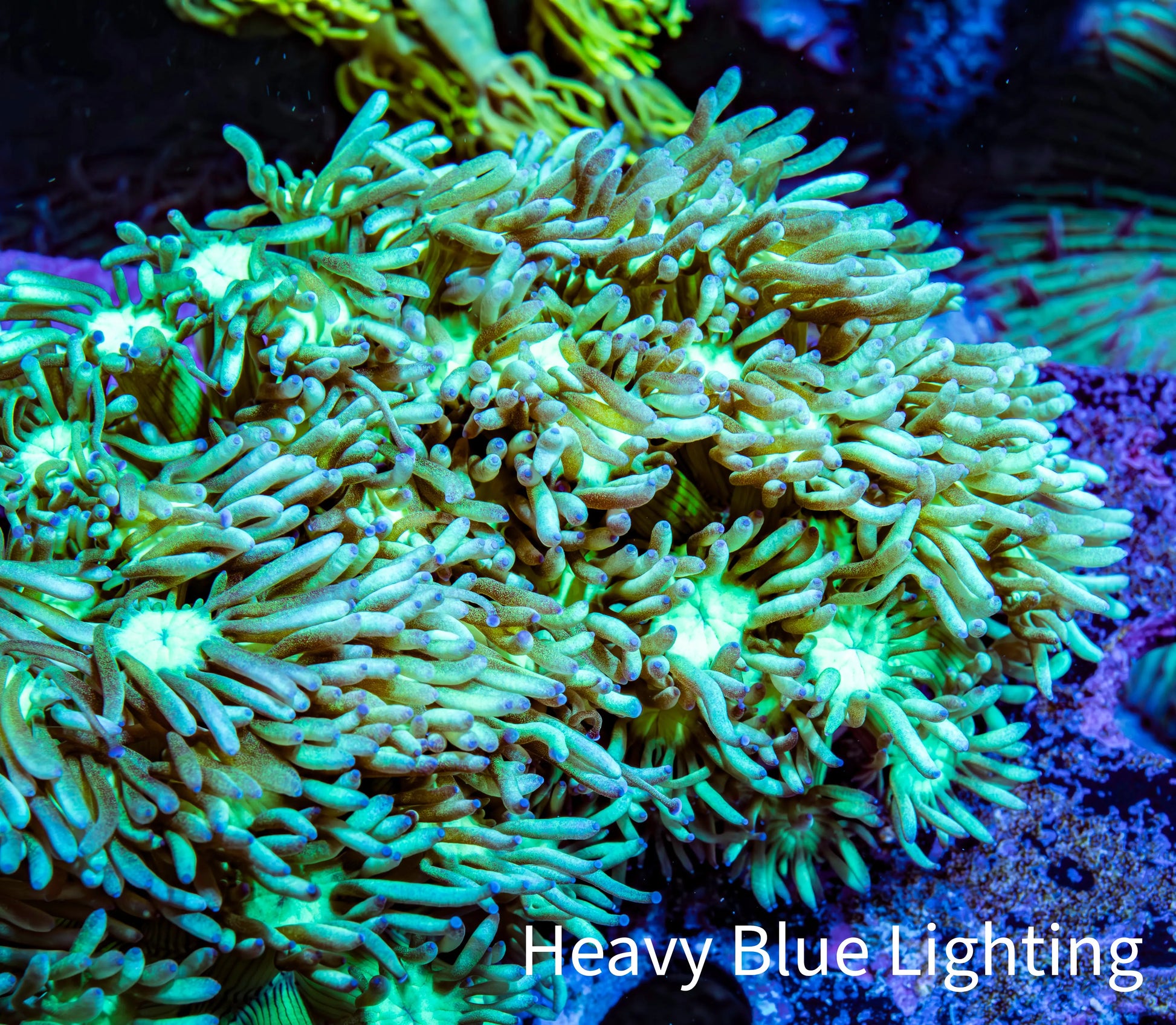 Ultra Goniopora Coral - Frag - WYSIWYG Ultra Goniopora Coral - Frag - WYSIWYG Animals & Pet Supplies Ultra Goniopora Coral - Frag - WYSIWYG Zeo Box Reef