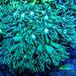 Ultra Goniopora Coral - Frag - WYSIWYG Ultra Goniopora Coral - Frag - WYSIWYG Animals & Pet Supplies Ultra Goniopora Coral - Frag - WYSIWYG Zeo Box Reef